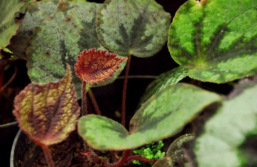 B. daxinensis